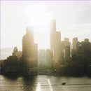 황금버섯 이미지