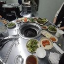 돼지갈매기 이미지