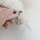 반려견 셀프미용 | 바리깡추천 바론 토끼바리깡으로 반려견셀프미용!