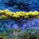 황금 소나무 이미지