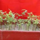 호두나무 이미지