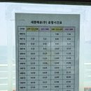 [인천] 신시모도 4월 벚꽃축제 미리보기 스쿠터 대여 꿀팁부터 숨겨진 개나리 명소까지!