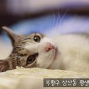 삼산평생동물병원 이미지