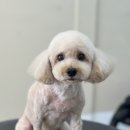 Grooming574 이미지