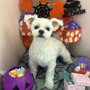 꾸니베어 이미지