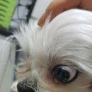 나눔 양한방동물병원 이미지