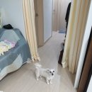 선표네 | 방문 강아지 문 설치 방법, 소형견 펫도어 시공 후기(냉난방비 절감)