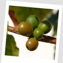 커피체리 이미지