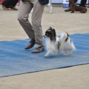 2010년 대전 우송정보대학교 KKF FCI 도그쇼 [전 견 종] 이미지