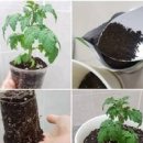 방울토마토 분갈이 시기 이미지