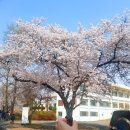 달창농장 | 대구 벚꽃나들이 앞산,현풍 달창지벚꽃길, 송해공원벚꽃,경산 영대