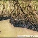 베트남남부여행-CAN GIO[껀져섬과 정글 풍경 2부] 이미지