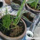 식물 이야기로 생활속에서 힐링 이미지