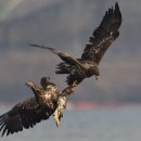 수리술이 이미지