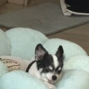 몽시오 이미지