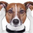 하랑동물의료센터 이미지