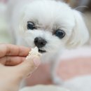 Dear fluffy(디어 플러피) 이미지