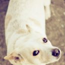 수호목장 이미지