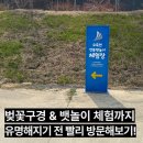 무포 2 가로경로당 | [강릉 가볼만한곳] 4월 강릉여행 오죽헌 근처 벚꽃 명소 전통뱃놀이 체험장 <강릉생태저류지>