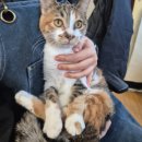 동물보육원 이미지