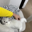 집순이의 요즘 일상: 고양이, 먹부림 그리고 노로바이러스