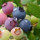 중앙한의원 이미지