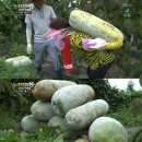 비례농장 티브이데일리