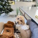 증포로 | [이천 애견동반 카페] 베이키 - 디저트가 맛있고 좌석이 편안한 카페