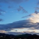 제일애견 이미지