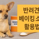반려견 이미지