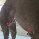 반려하다 | 강아지 쥐젖 원인 및 셀프 제거 후기