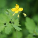 애기똥풀 이미지