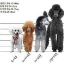 김포에이스애견미용학원