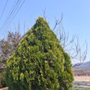 청도강변돌고래펜션 | 가성비좋은펜션 깔끔 쾌적 친절한 사장님 봄맞이 가족여행 "청도강변돌고래펜션"