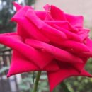 영평농장 이미지