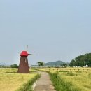 난정저수지 | 강화 여행] 강화도 옆에 작은 섬 6월 교동도 여행 중 가볼 만한 곳/ 🌾교동도 난정 청보리 축제 방문 후기