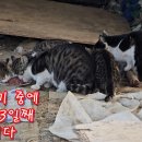 아기고양이 똘똘이가 3일째 안 보입니다 이미지