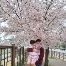 통복천 | 평택 통복천 벚꽃 실시간 만개 상황 아이와 벚꽃나들이