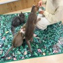 고양이집사 | 서울 연남 고양이 카페 집사의 하루 방문 후기