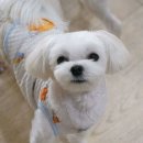 마벨펫 천안점 이미지