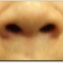 니코복코 이미지