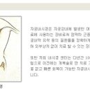 엘르산부인과 네이버블로그