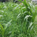 나누리농원 이미지