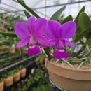 Cattleya walkeriana tipo 'purity' 이미지