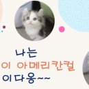 김포고양이분양 맘스캣 이미지