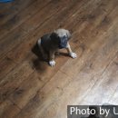 와일드캉갈 이미지