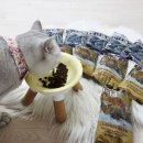 토우 | 고양이 슈퍼푸드 사료 토우(TOW) 2종 급여 후기