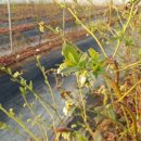 개화농장 이미지