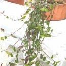 로렌시아 이미지