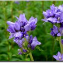 향기꽃방 이미지